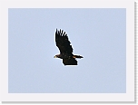 kotka White-tailed eagle 8204 * 800 x 581 * (195KB)